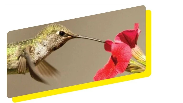 kolibri